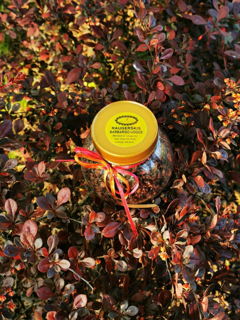 Raugerškis – barbariso uogos