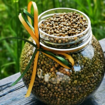 Семена кориандра