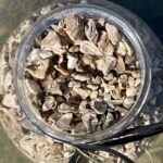 Корень цикория