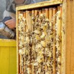 Pavasario - Gegužės ir vasaros - Birželio dvispalvis medus