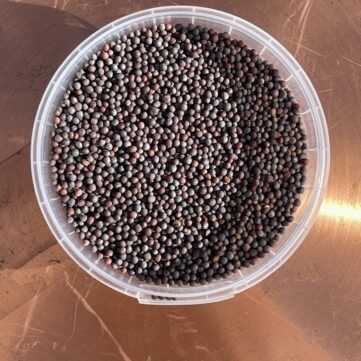 Черная горчица