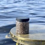 Raktažolės šaknis